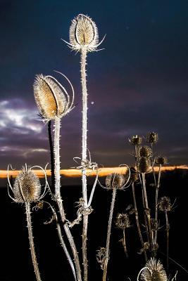 Download Thistle Seed Pods Against a Stormy Sky Journal: 150 Page Lined Notebook/Diary -  file in PDF