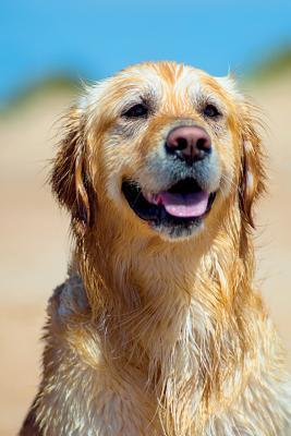 Download Golden Retriever January Notebook & Journal. Productivity Work Planner & Idea Notepad: Brainstorm Thoughts, Self Discovery, To Do List - Doggy Deluxe file in ePub