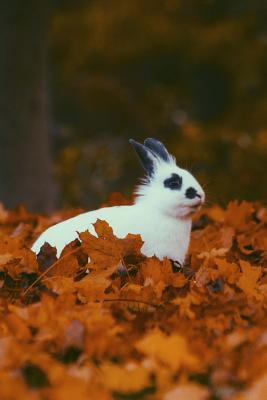 Full Download A Black and White Rabbit Sitting in Some Orange Leaves in Autumn Journal: 150 Page Lined Notebook/Diary -  | PDF
