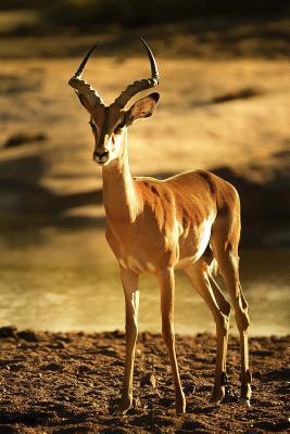 Full Download Impala Antelope Journal: 150 Page Lined Notebook/Diary -  | ePub