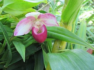 Full Download Phragmipedium Schlimii from the Orchid family with over 28000 species . - Maya Baron file in ePub