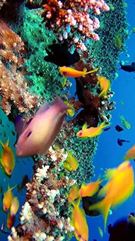 Read Online Beautiful Coral Reef Fish, Relaxing Ocean Fish, Aquarium Relax Music Vol 6 - Ulrich Mehler file in PDF